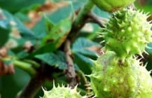 Chestnut Tree Damage