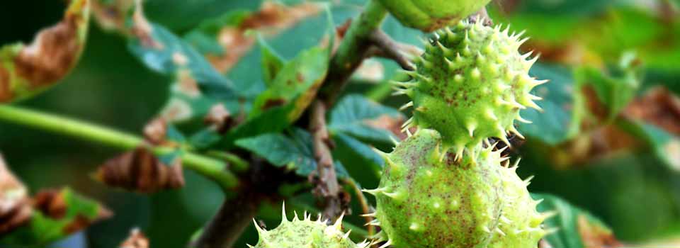 Chestnut Tree Damage