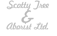 Scotty Tree and Aborist