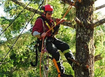 Scotty Mitchell is an ISA certified arborist