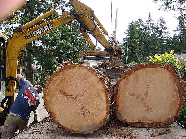 Large Tree Cut and Ready to be removed.