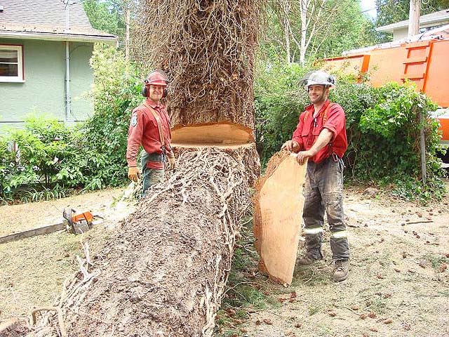 Tree Cutting Services