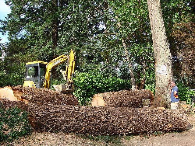 Tree Removal Service