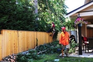 weather damaged trees