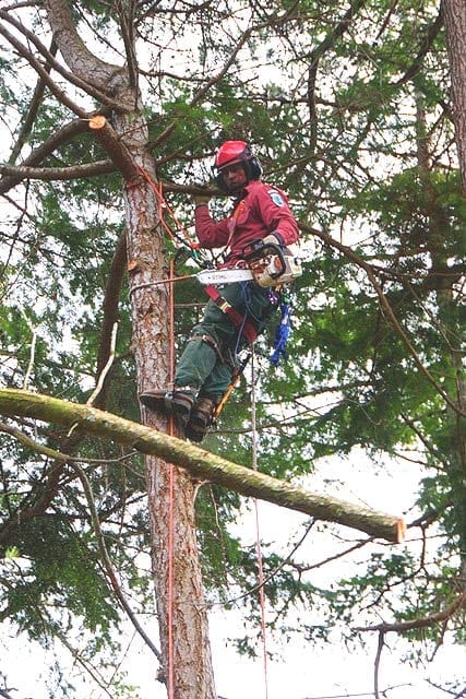 VictoriaTrees.com Pruning