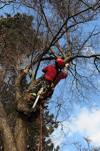 tree pruning