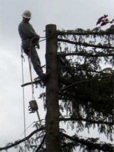 Tree Topping