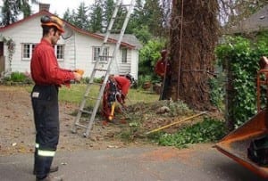 Tree Service Victoria BC| Arborist assessing a tree and surrounding property
