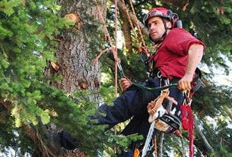 arborist climbing a tree to inspect it