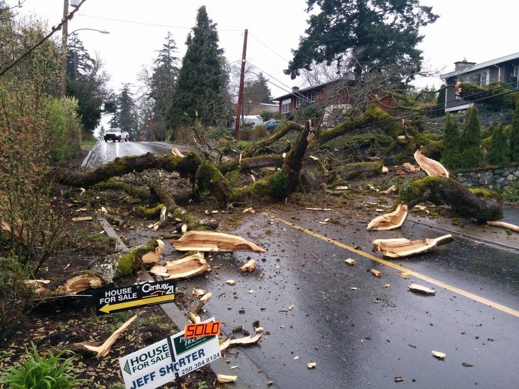 Storm Damage Tree Removal |VictoriaTrees.com Scotty Tree & Arborist