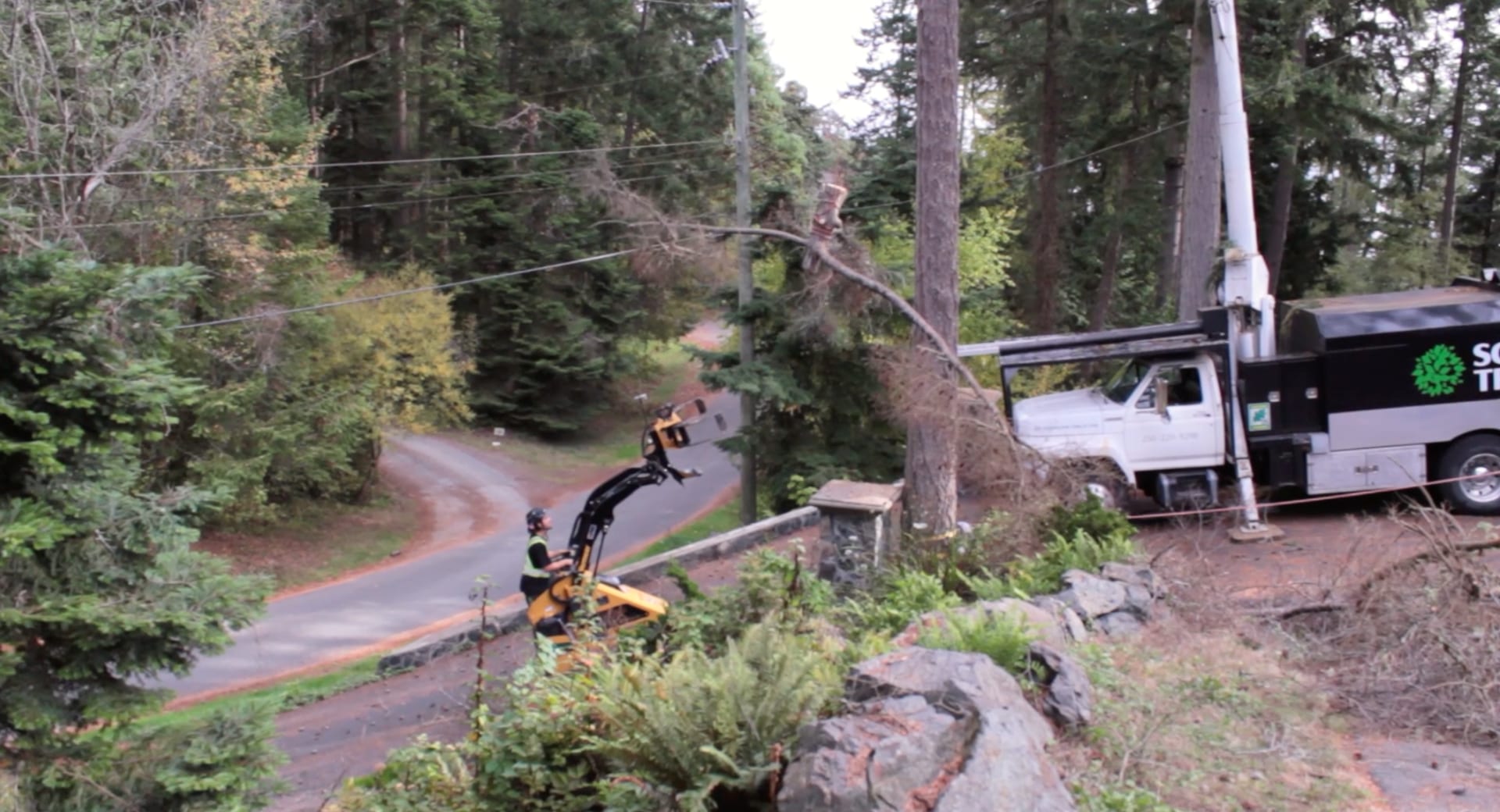 Tree Stump Grinding and Stump Removal in Victoria BC.
