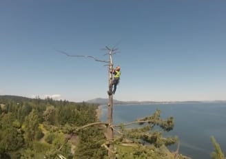 Arborist Service