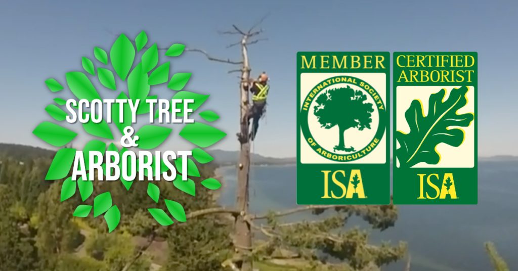 Book a consultation to have your property and trees assessed by an ISA certified arborist.