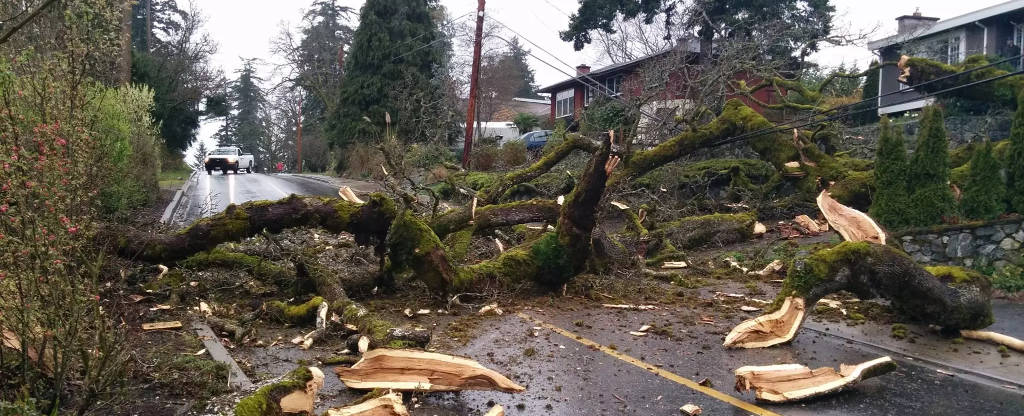 Storm-damaged tree awaiting emergency removal in Victoria, BC