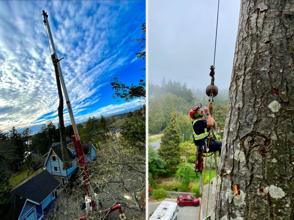 Image of equipment used for tree removal