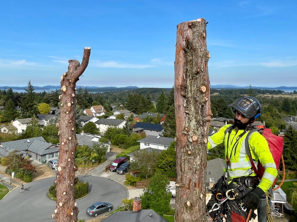 Image of a team working on removing a tree