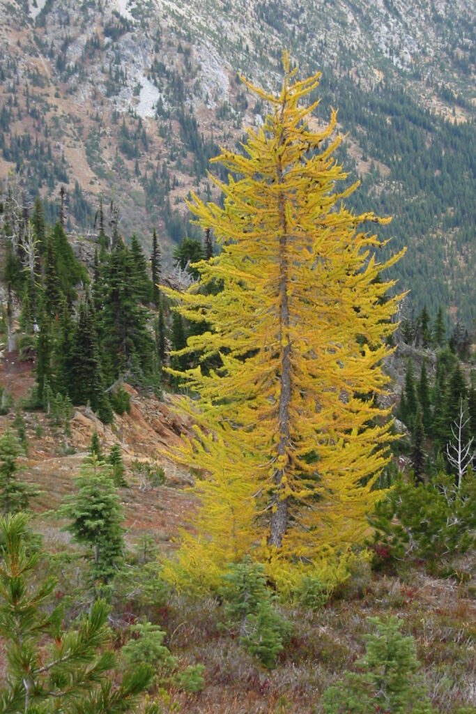 View a vibrant Alpine larch (Larix lyallii) in a mountainous setting.