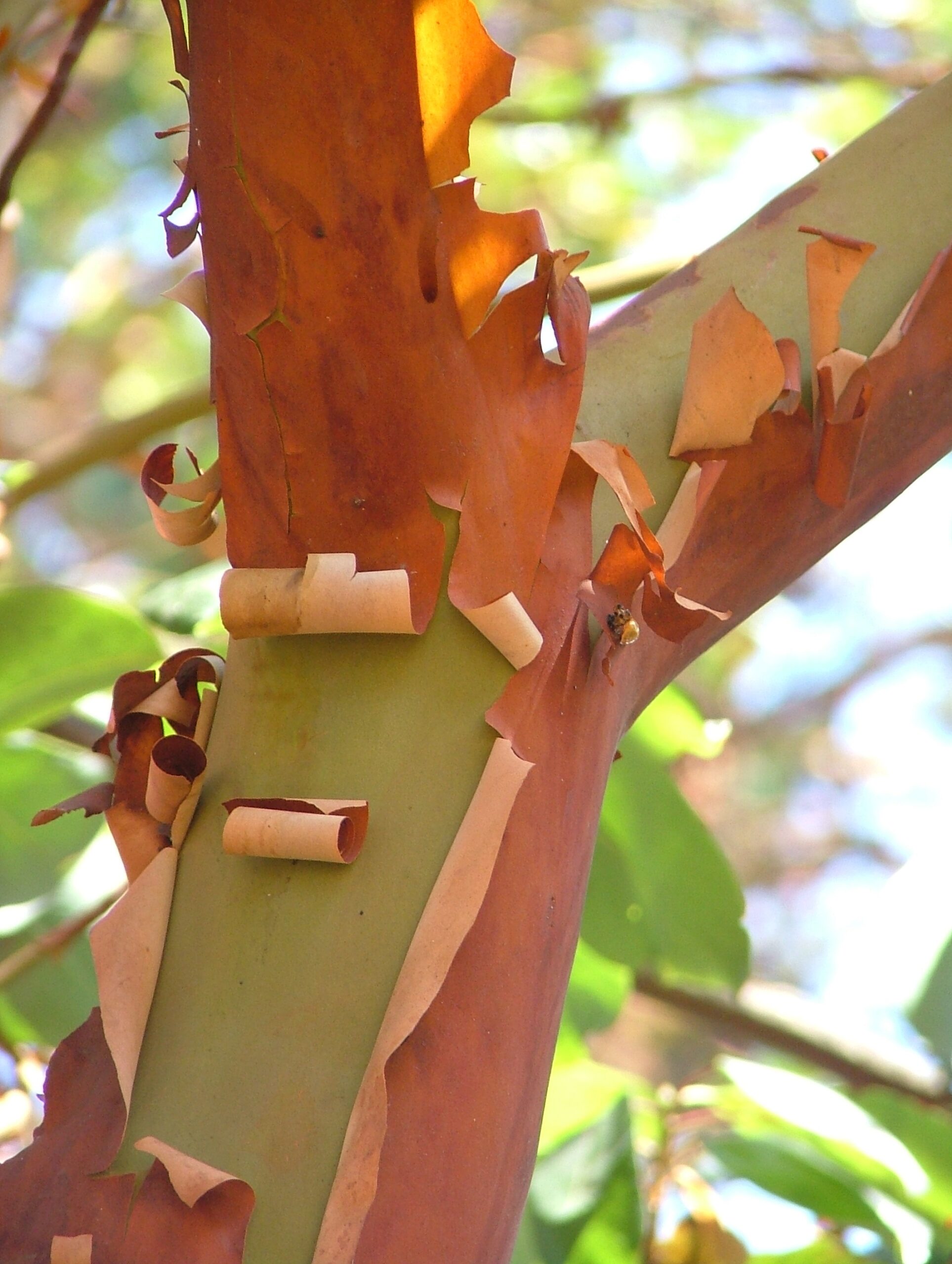 Detail of peeling bark on Arbutus menziesii