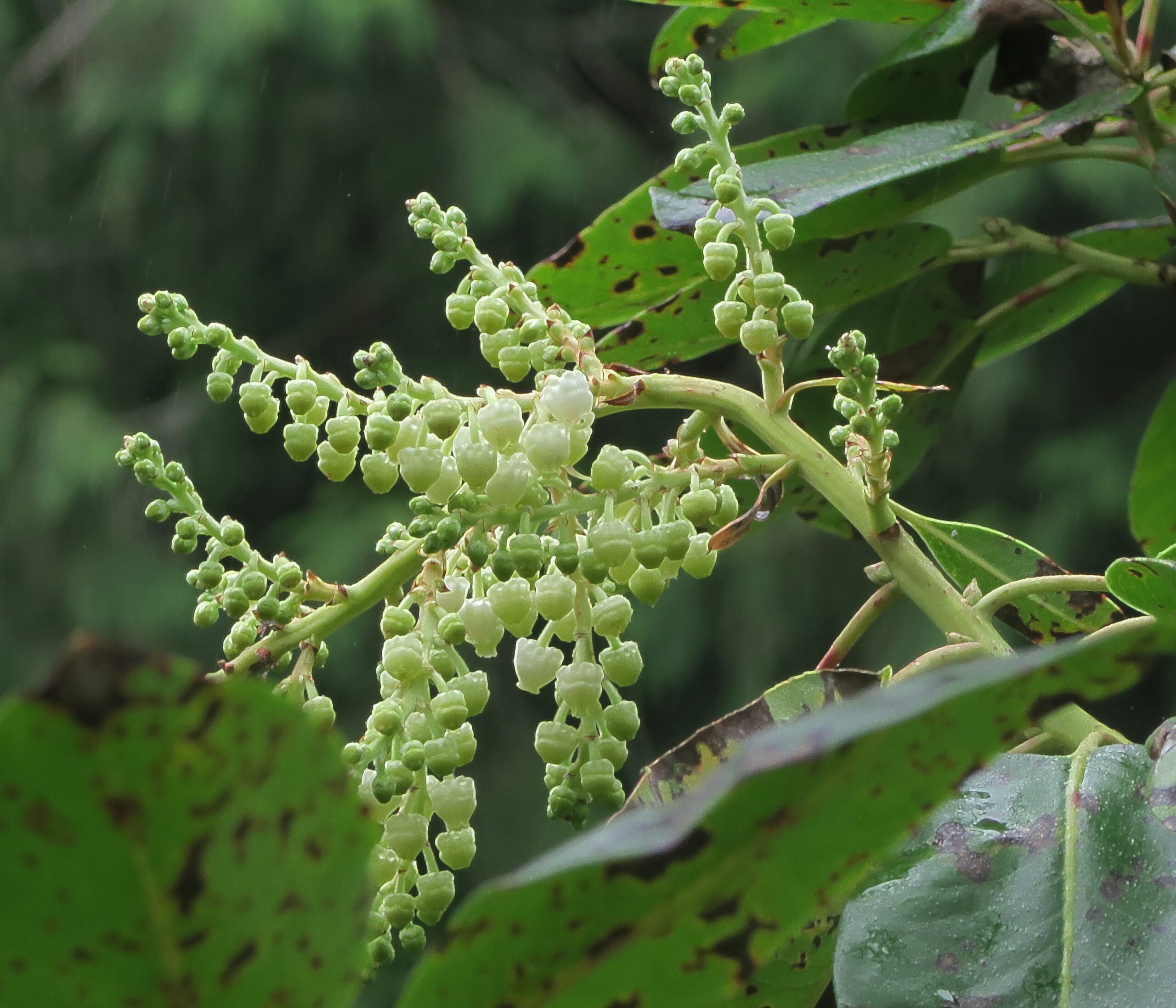 Arbutus flowers in spring