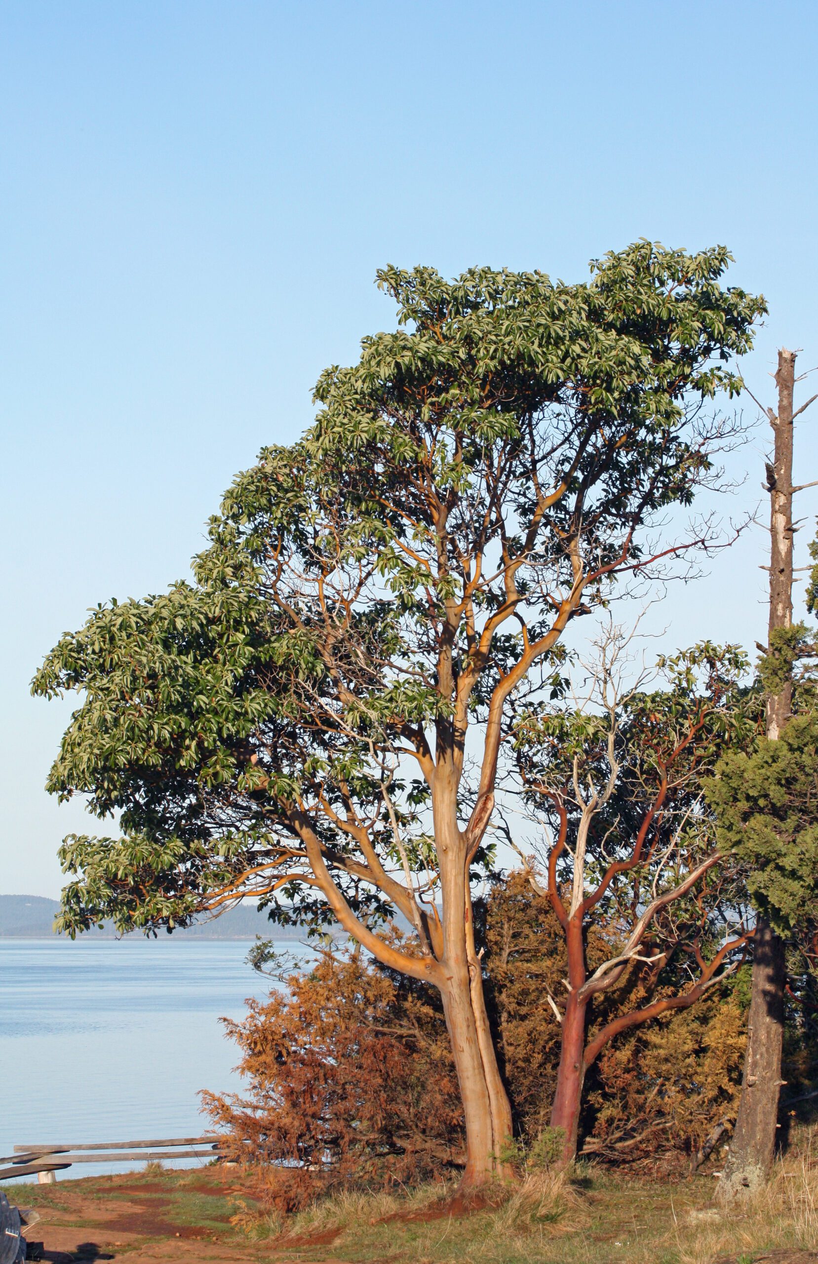 Mature Arbutus menziesii with vibrant bark