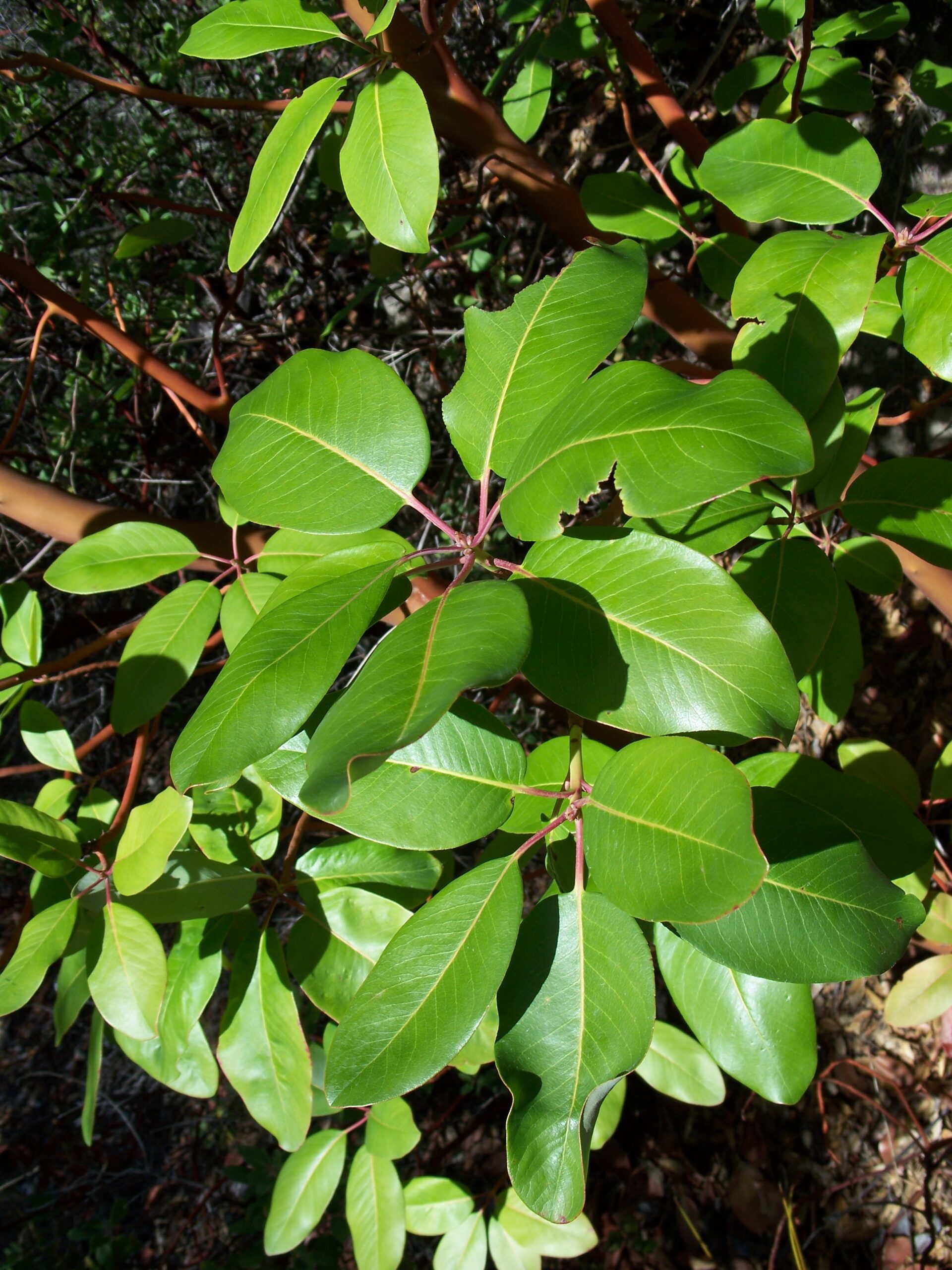 Close‑up of Arbutus foliage and bark