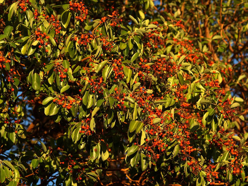 Arbutus berries in autumn