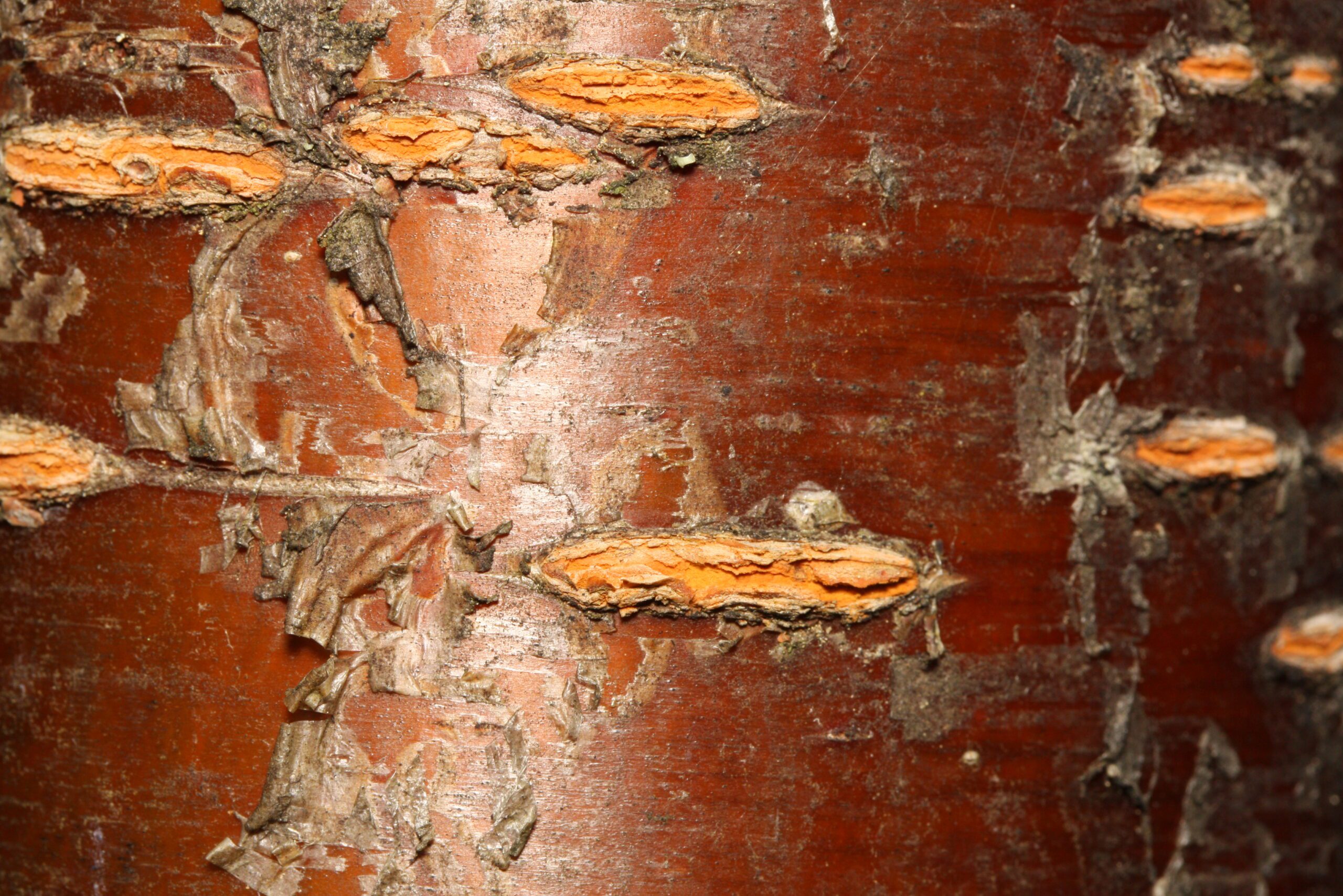 Close-up of the smooth, reddish-brown bark of a Bitter Cherry tree, highlighting the distinctive horizontal lenticels characteristic of Prunus emarginata.