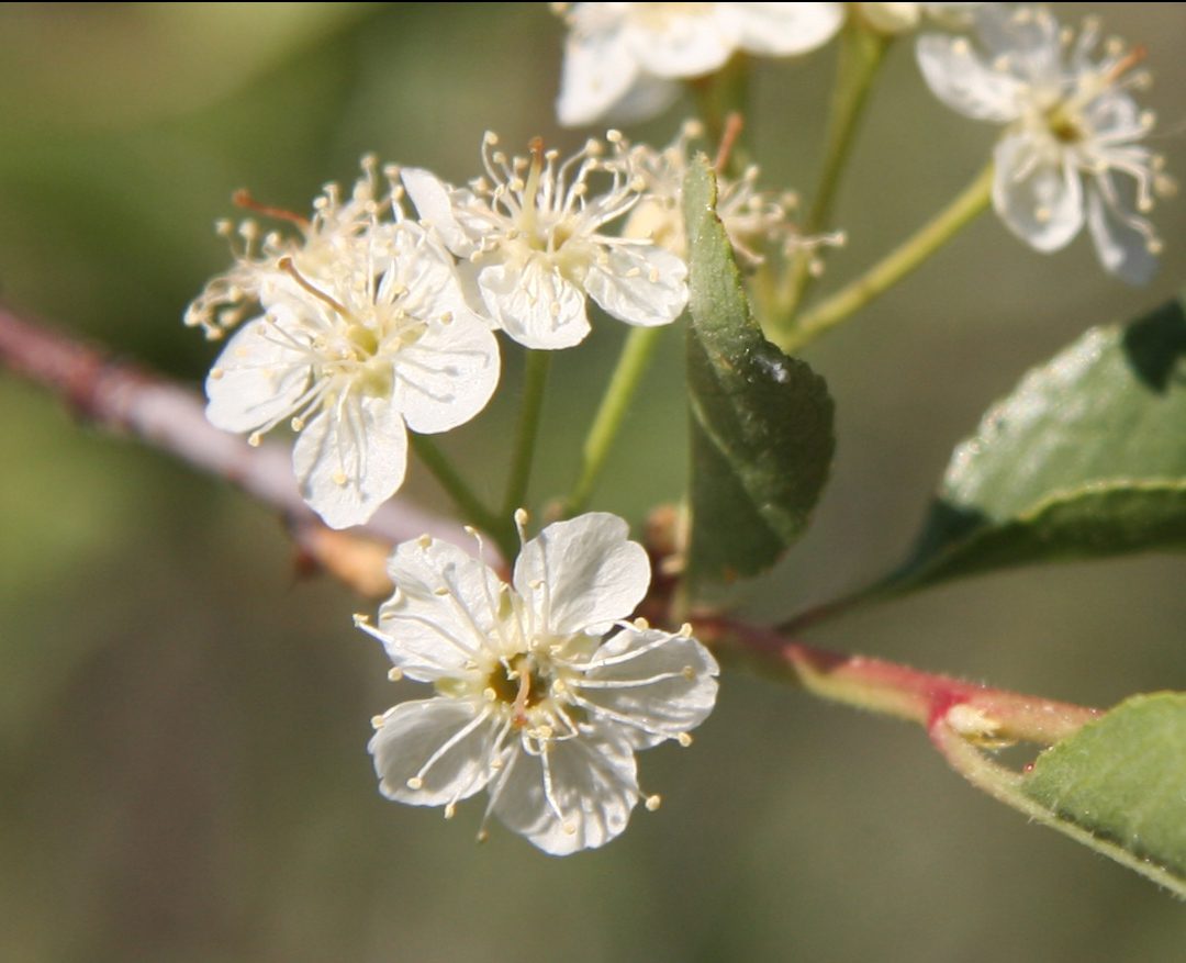 A cluster of delicate white Bitter Cherry blossoms, Prunus emarginata, blooming in the spring in Victoria BC, attracting early-season pollinators.