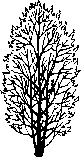 Botanical illustration detailing the form of a Bitter Cherry tree, including its leaves, branches, flowers, and fruit, showcasing its use in garden design.