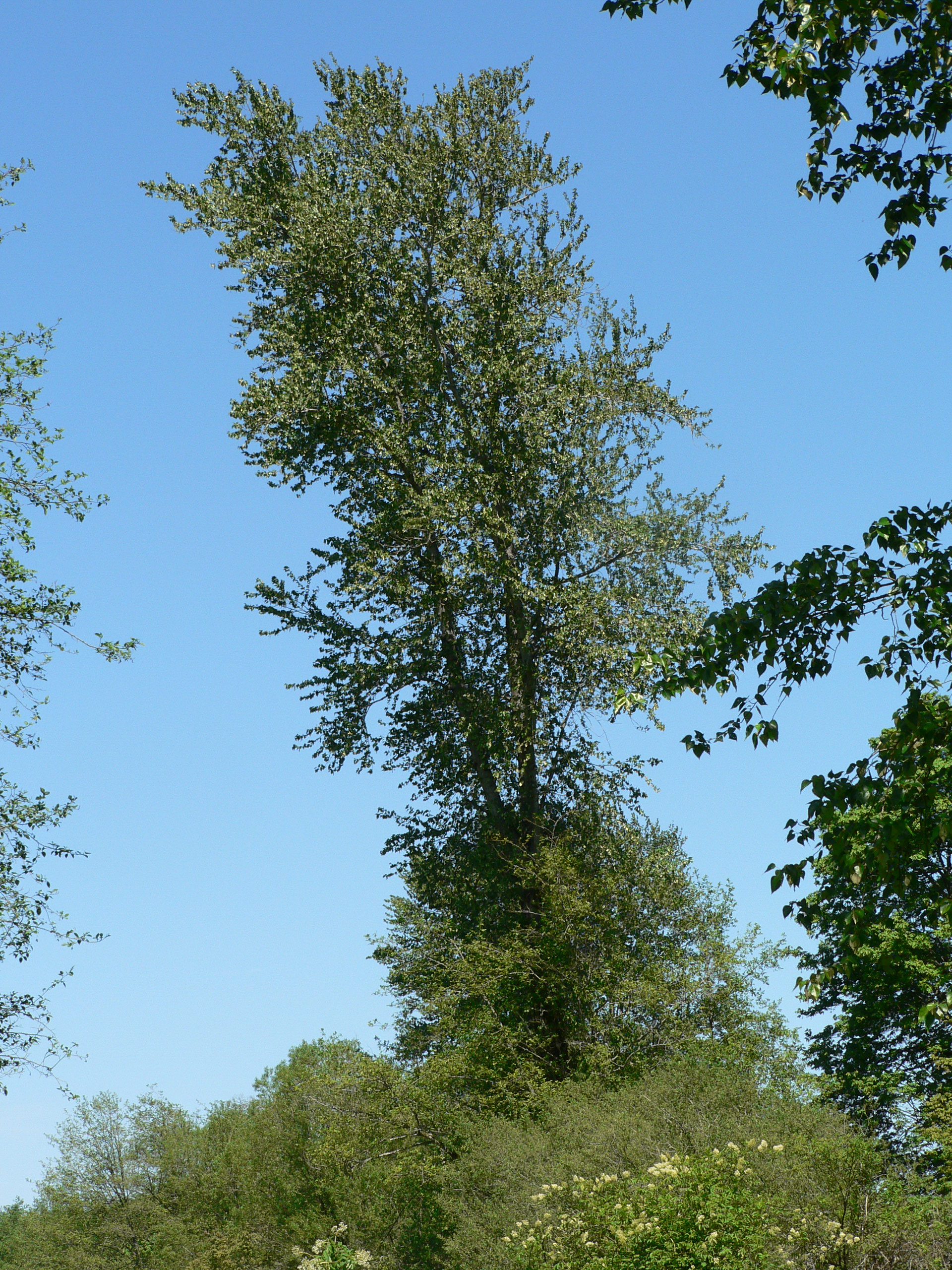 A mature Black Cottonwood tree (Populus trichocarpa) standing tall in a natural setting, showcasing its full form for homeowners in Victoria, BC.