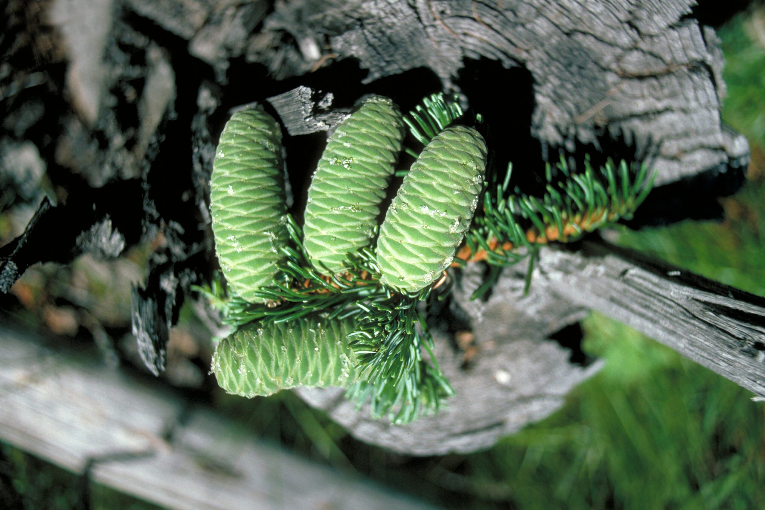Detail of Grand fir (Abies grandis) cones