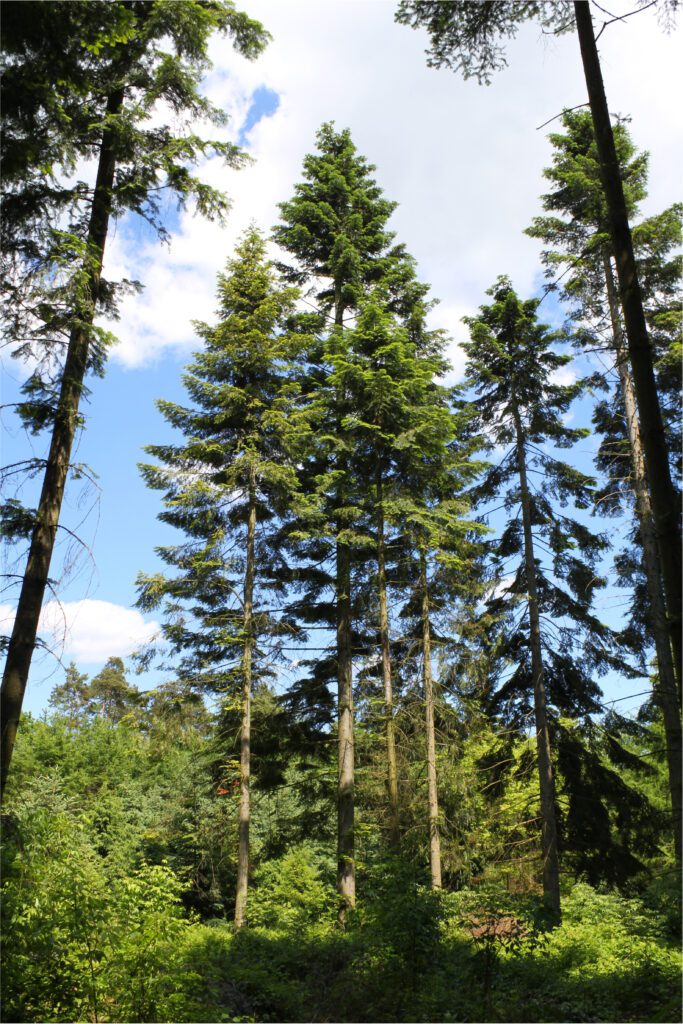 Grand fir trees towering in a lush forest under a clear sky.