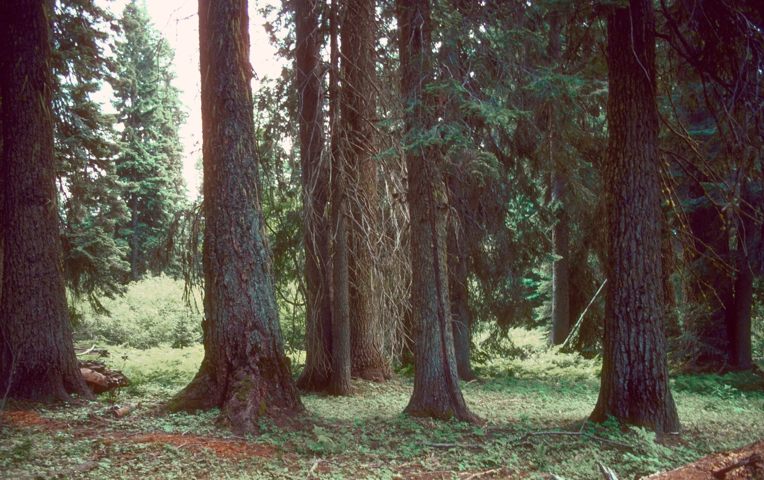 A lush forest of Grand fir (Abies grandis)